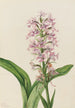 Orchid Fringed Purple Habenaria grandiflora - Mary Vaux Walcott — artwork view
