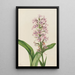 Orchid Fringed Purple Habenaria grandiflora - Mary Vaux Walcott — framed artwork on a wall
