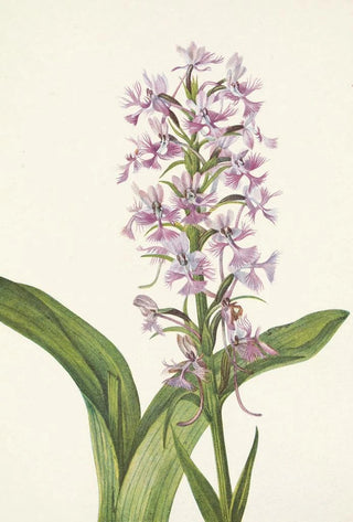 Mary Vaux Walcott - Large Purple Fringeorchid Habenaria grandiflora (Case Conflict).webp
