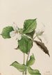 Trille blanc Trillium grandiflorum - Mary Vaux Walcott — artwork view