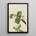 Trille blanc Trillium grandiflorum - Mary Vaux Walcott — framed artwork on a wall