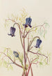 Clématite hirsute Clematis hirsutissima - Mary Vaux Walcott — artwork view