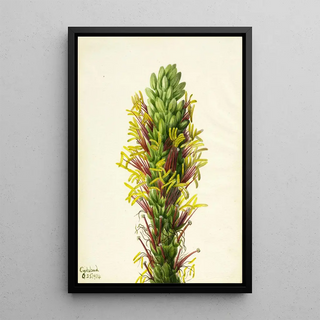 Mary Vaux Walcott - Lechuguilla Agava lechuguilla.webp