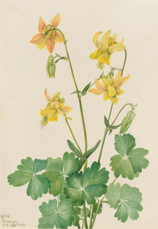 Mary Vaux Walcott - Lemon Columbine Aquilegia flavescens.webp