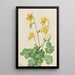 Ancolie citron Aquilegia flavescens - Mary Vaux Walcott — framed artwork on a wall