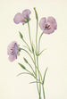 Mariposa lilas Calochortus splendens - Mary Vaux Walcott — artwork view