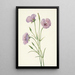 Mariposa lilas Calochortus splendens - Mary Vaux Walcott — framed artwork on a wall