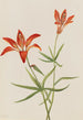 Lys Lilium montanum - Mary Vaux Walcott — artwork view