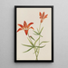 Lys Lilium montanum - Mary Vaux Walcott — framed artwork on a wall