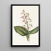 Lys Twayblade Liparis liliifolia - Mary Vaux Walcott — framed artwork on a wall