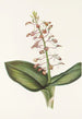 Lys Twayblade Liparis liliifolia - Mary Vaux Walcott — artwork view