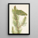 Pin flexible Pinus flexilis - Mary Vaux Walcott — framed artwork on a wall
