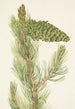 Pin flexible Pinus flexilis - Mary Vaux Walcott — artwork view