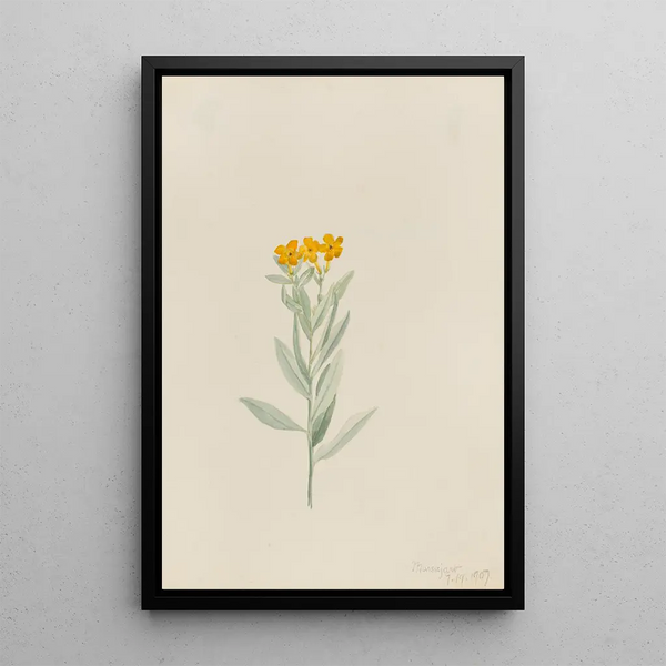 Mary Vaux Walcott - Lithospermum canescens.webp