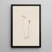 Lobélie Kalmii - Mary Vaux Walcott — framed artwork on a wall