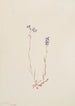 Lobélie Kalmii - Mary Vaux Walcott — artwork view
