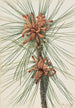 Pin des marais Pinus taeda - Mary Vaux Walcott — artwork view
