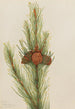Pin tordu Pinus contorta murrayana - Mary Vaux Walcott — artwork view