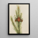 Pin tordu Pinus contorta murrayana - Mary Vaux Walcott — framed artwork on a wall