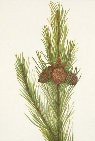 Mary Vaux Walcott - Lodgepole Pine Pinus contorta murrayana (Case Conflict).webp