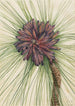 Pin des marais Pinus palustris - Mary Vaux Walcott — artwork view