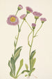 Vergerette des prés Erigeron speciosus - Mary Vaux Walcott — vista de la obra