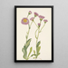 Vergerette des prés Erigeron speciosus - Mary Vaux Walcott — cuadro enmarcado en la pared