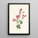 Pénstémon de Menzies Pentstemon menziesii - Mary Vaux Walcott — cuadro enmarcado en la pared