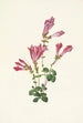 Pénstémon de Menzies Pentstemon menziesii - Mary Vaux Walcott — vista de la obra