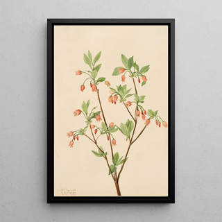 Mary Vaux Walcott - Menziesea Menziesea glabella.webp