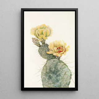 Mary Vaux Walcott - Missouri Pricklypear Opuntia polyacantha.webp