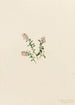 Airelle de las montañas Vaccinium vitis-idaea minus - Mary Vaux Walcott — vista de la obra