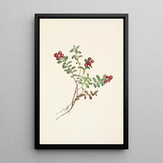 Mary Vaux Walcott - Mountain Cranberry fruit Vaccinium vitisidaea minus.webp
