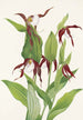 Sabot de Vénus de las montañas Cypripedium montanum - Mary Vaux Walcott — vista de la obra