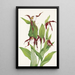 Sabot de Vénus de las montañas Cypripedium montanum - Mary Vaux Walcott — cuadro enmarcado en la pared