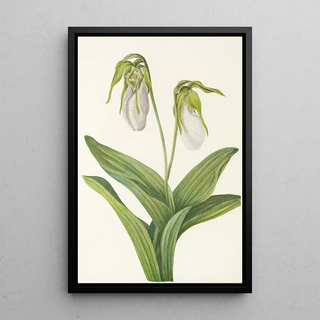 Mary Vaux Walcott - Pale Ladyslipper Cypripedium acaule.webp