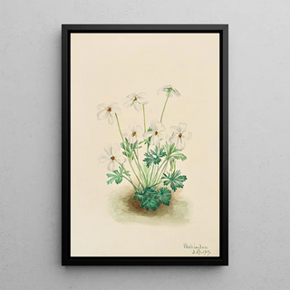 Mary Vaux Walcott - Pansy Violet Viola pedata.webp