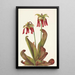 Sarracénie loro Sarracenia psittacina - Mary Vaux Walcott — cuadro enmarcado en la pared