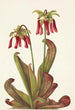 Sarracénie loro Sarracenia psittacina - Mary Vaux Walcott — vista de la obra