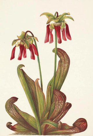 Mary Vaux Walcott - Parrot Pitcherplant Sarracenia psittacina.webp