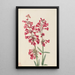 Penstémon de Parry Penstemon parryi - Mary Vaux Walcott — cuadro enmarcado en la pared