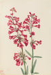Penstémon de Parry Penstemon parryi - Mary Vaux Walcott — vista de la obra