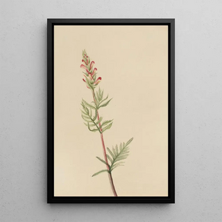 Mary Vaux Walcott - Pedicularis bracteosa.webp