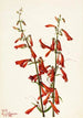 Penstémon barbu Pentstemon barbatus - Mary Vaux Walcott — vista de la obra