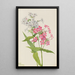 Phlox vivaz Phlox paniculata - Mary Vaux Walcott — cuadro enmarcado en la pared