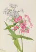Phlox vivaz Phlox paniculata - Mary Vaux Walcott — vista de la obra