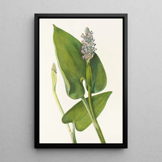 Mary Vaux Walcott - Pickerelweed Pontederia cordata.webp