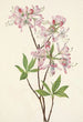 Azalée à coquille rose Azalea vaseyi - Mary Vaux Walcott — vista de la obra