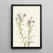 Aster des prairies Aster campestris - Mary Vaux Walcott — framed artwork on a wall