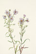 Aster des prairies Aster campestris - Mary Vaux Walcott — artwork view